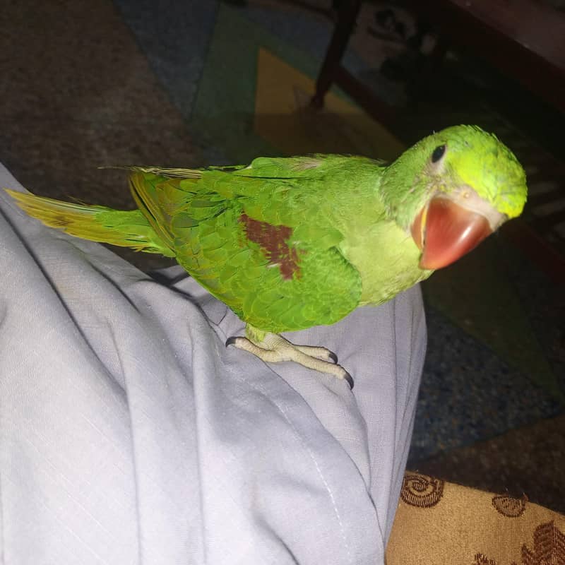 Raw Parrot. 2