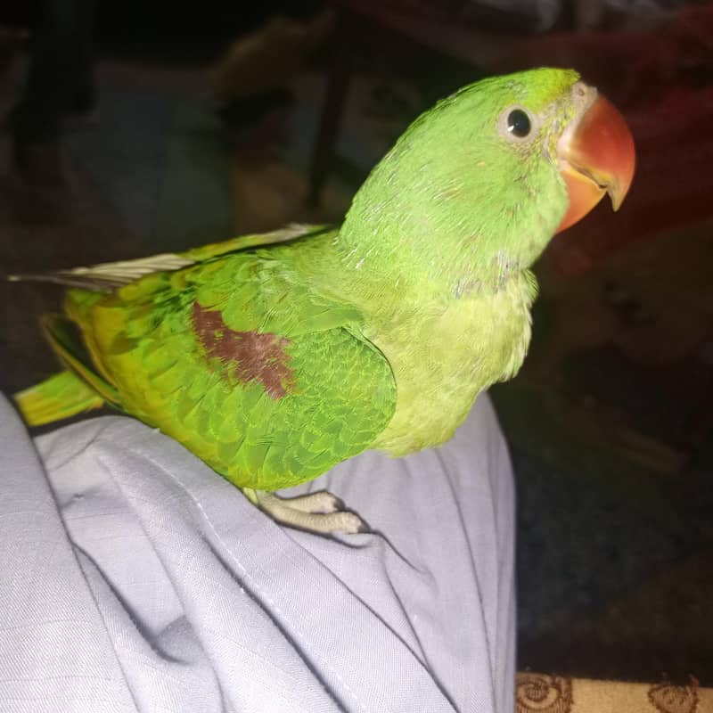 Raw Parrot. 3