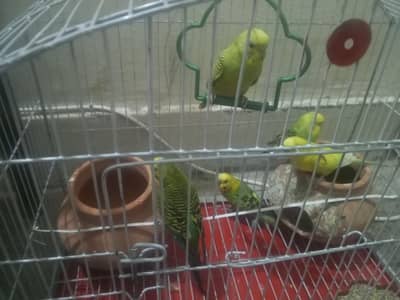 total 5 han 3 mada han 2 nar han