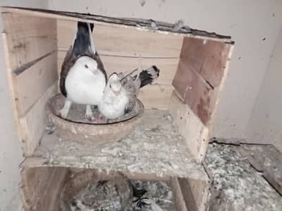 pigeon