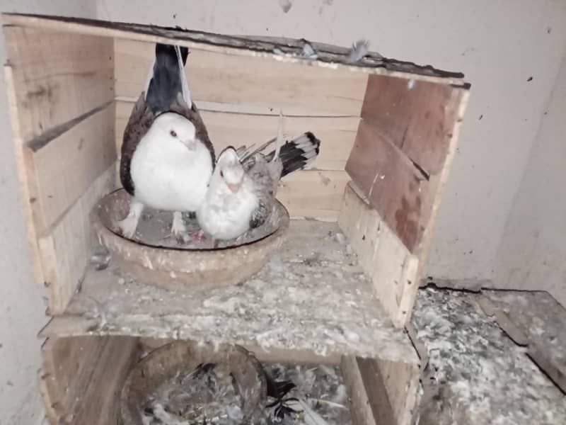 pigeon 0