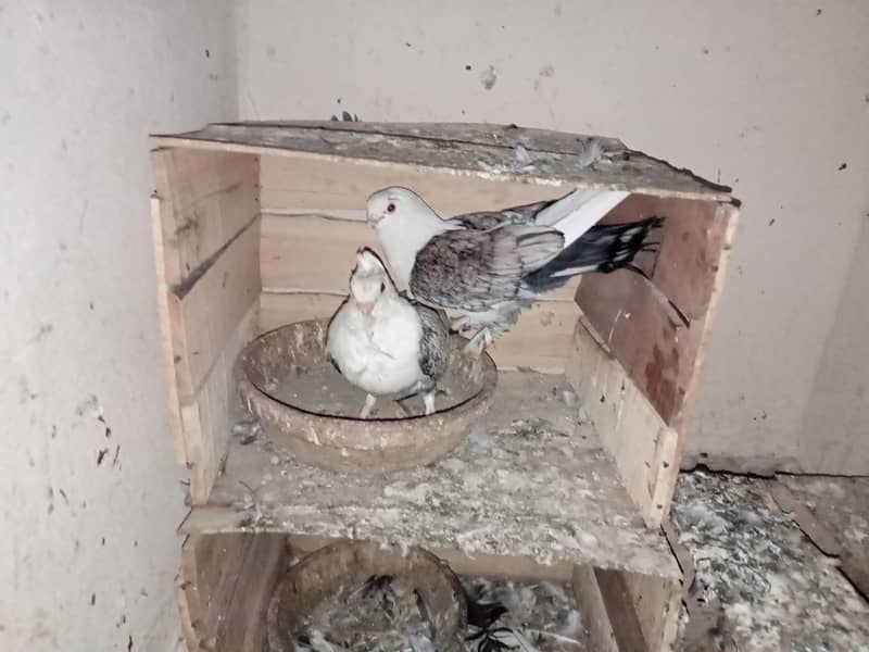pigeon 1