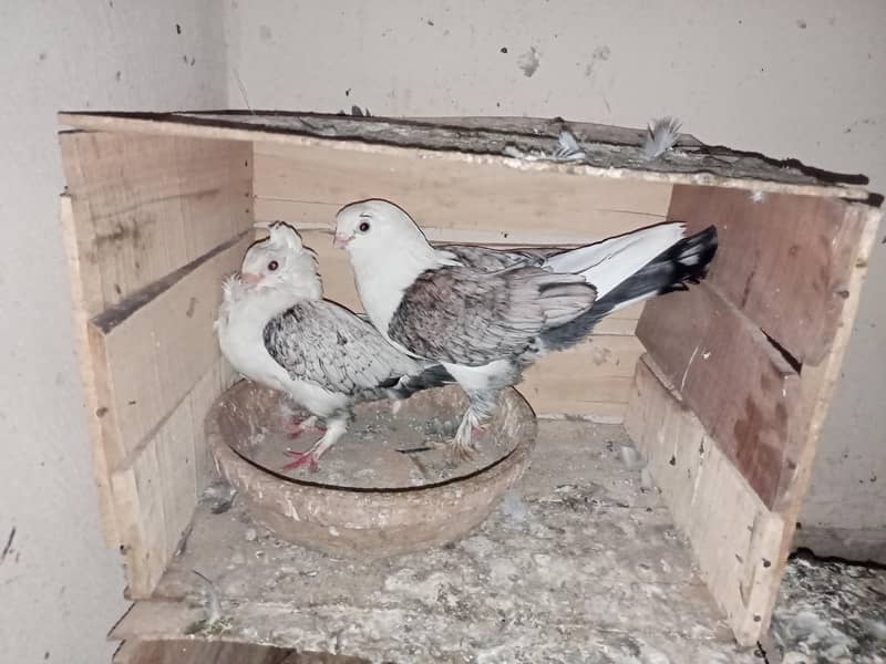 pigeon 2
