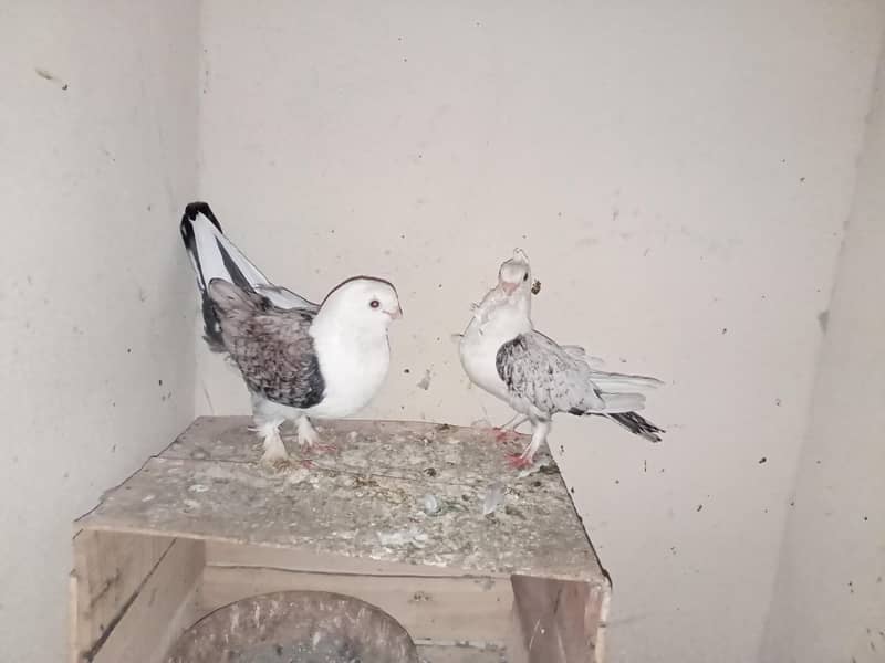 pigeon 3