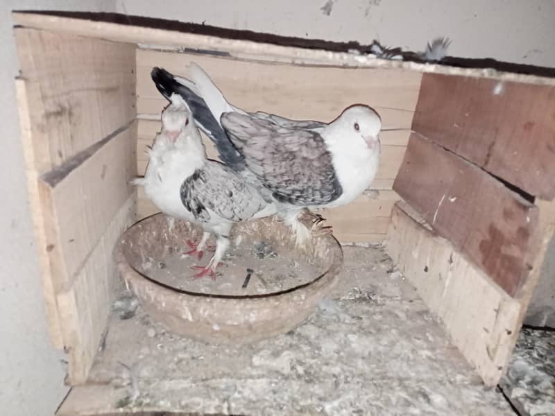 pigeon 4