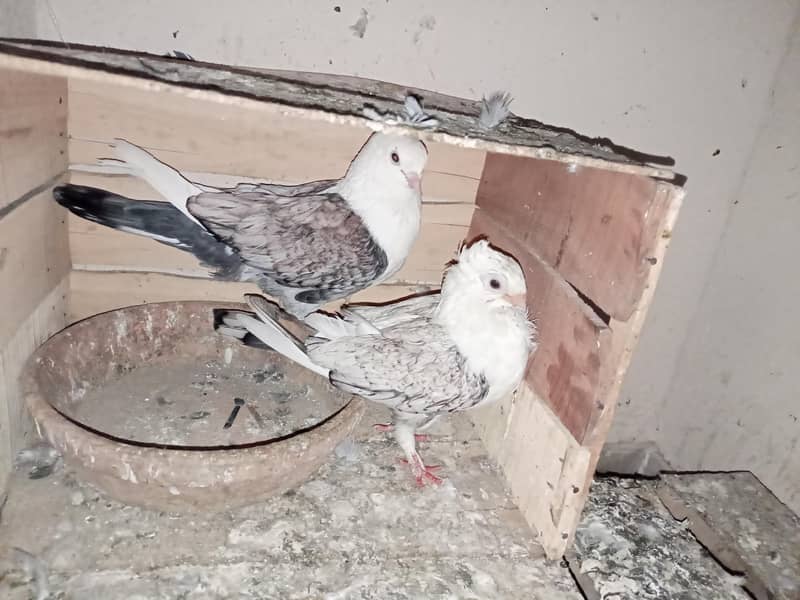 pigeon 5