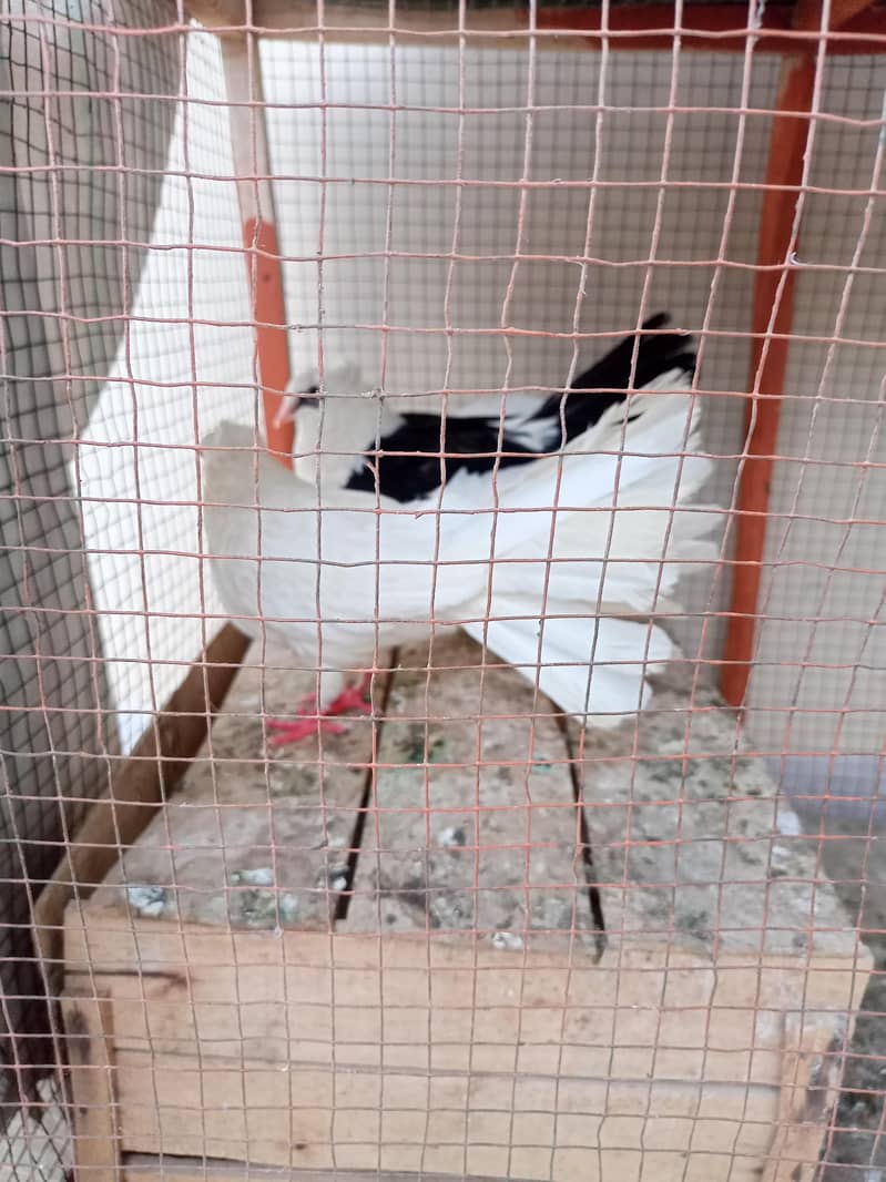 pigeon 6