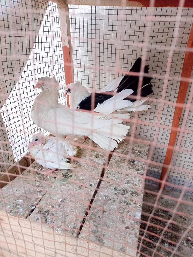 pigeon 8