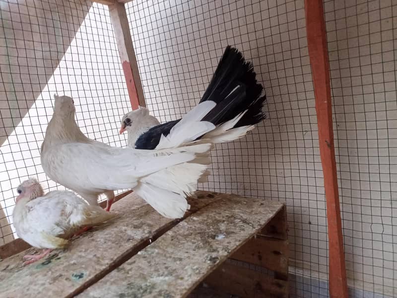 pigeon 9