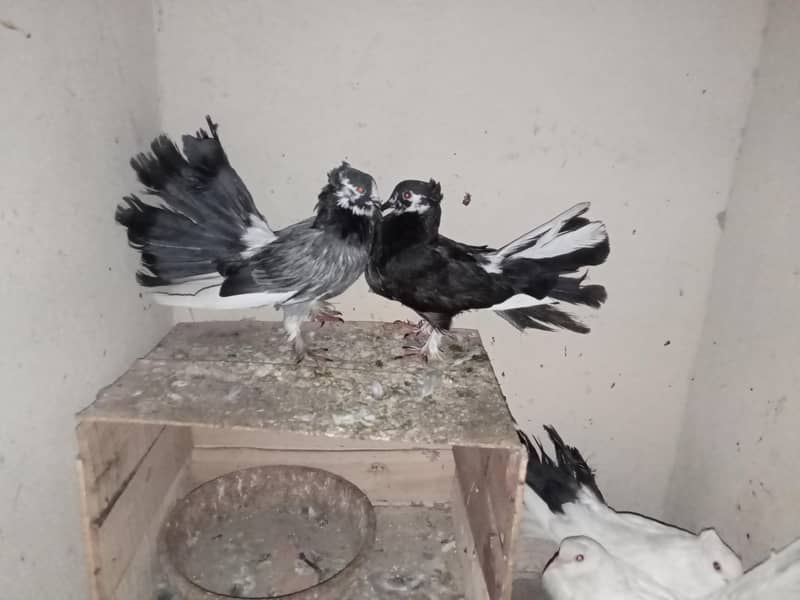 pigeon 11