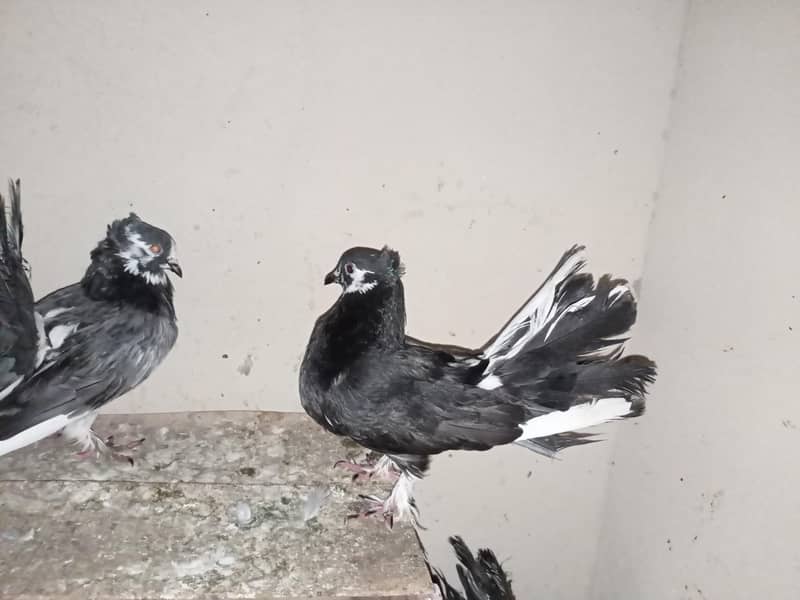 pigeon 12