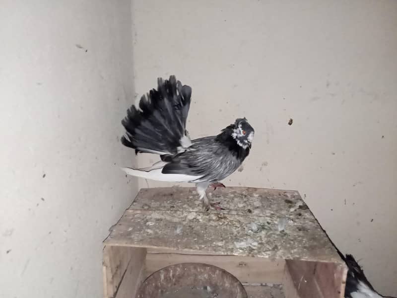 pigeon 13