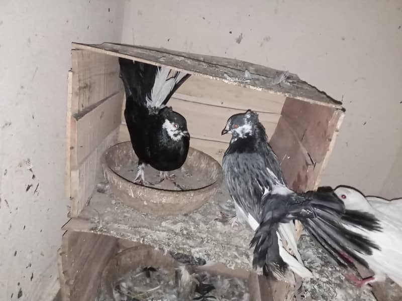 pigeon 14