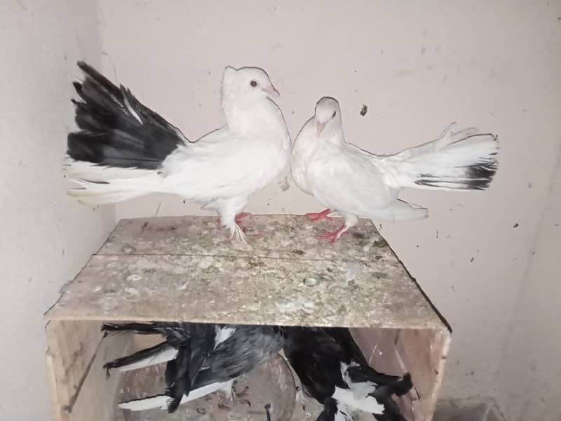 pigeon 15