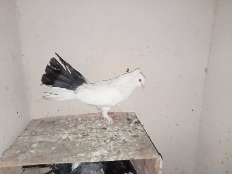 pigeon 16