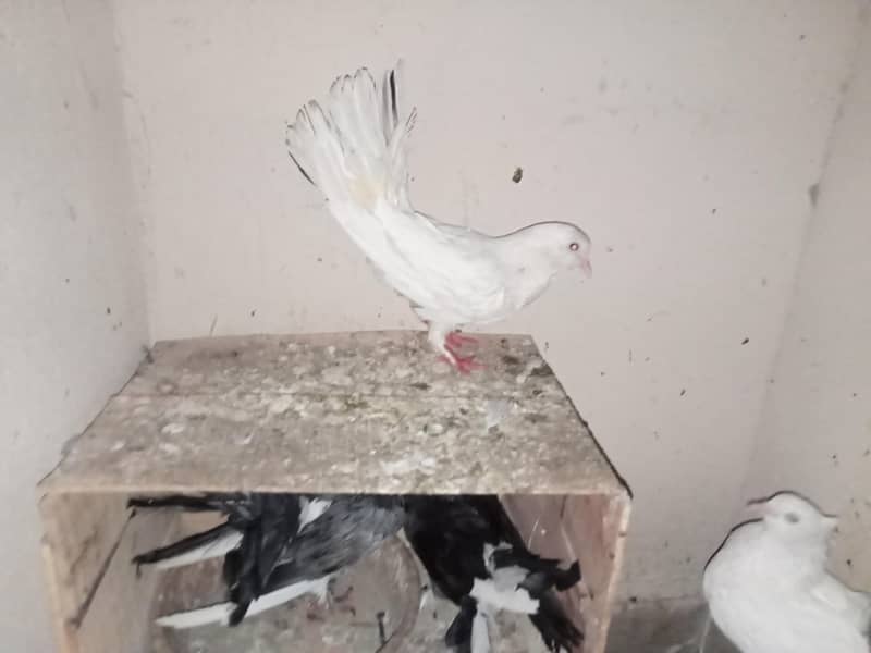 pigeon 17