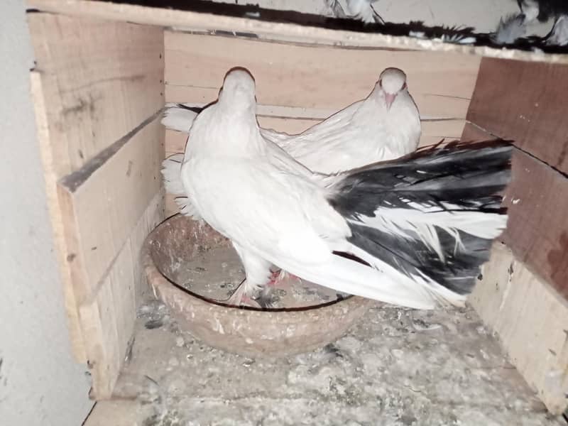 pigeon 18