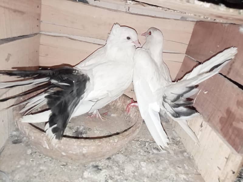 pigeon 19