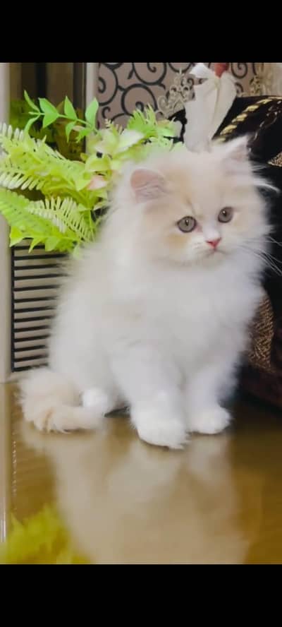 pure Persian cats vaccinated triple coated/WhatsApp 03316360929