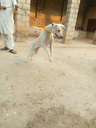 Gultait female for sale