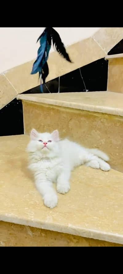 pure Persian cats vaccinated triple coated/WhatsApp 03316360929