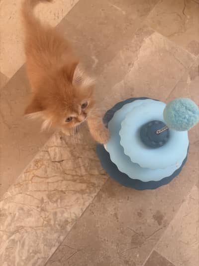 Sweet Persian Cats for sale