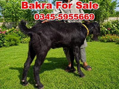 Goats for sale