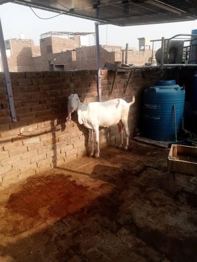 bakri with bachy