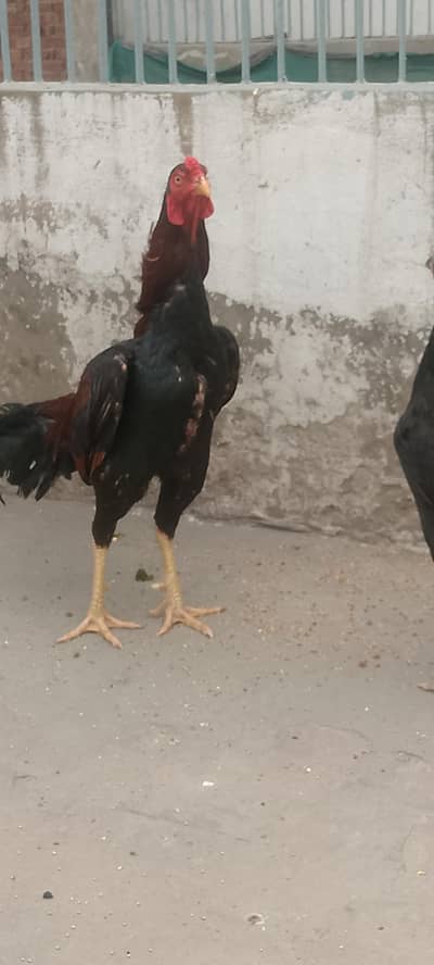 aseel pair call on this number 03024308116