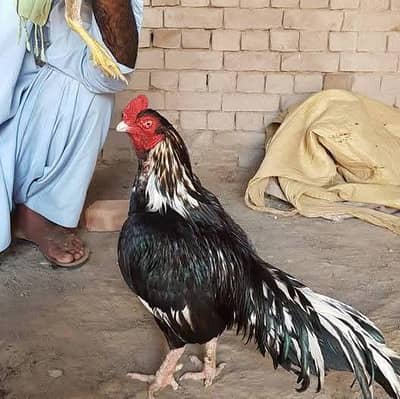 Aseel chicks Aseel Murga