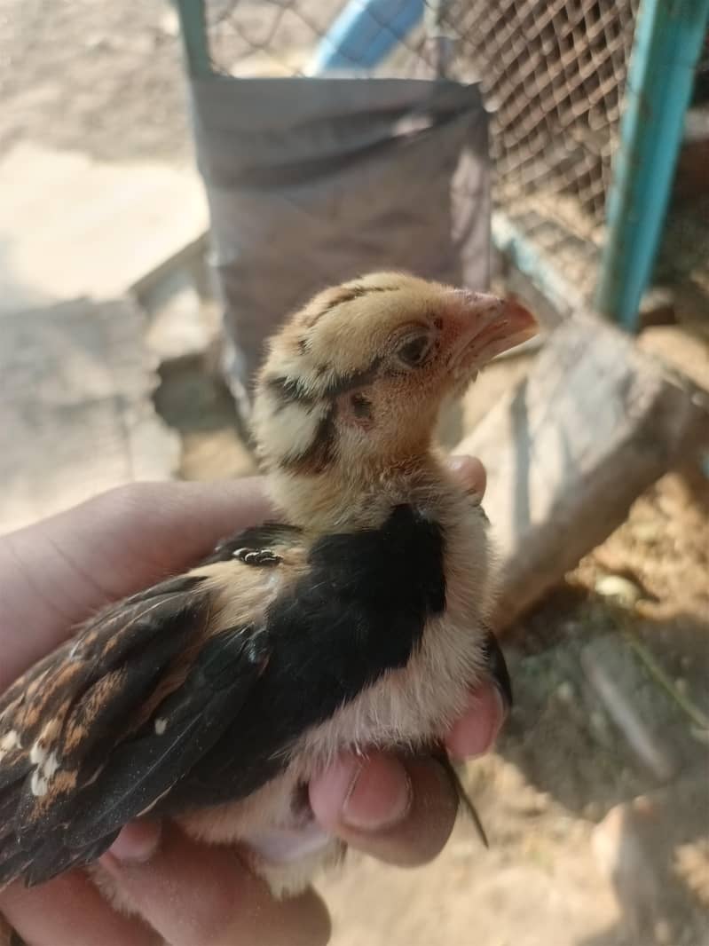 Aseel chicks 2