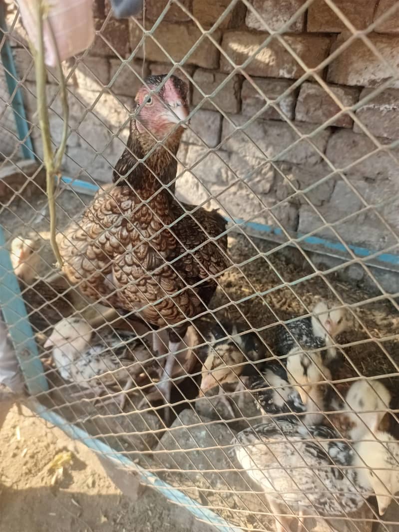 Aseel chicks 3