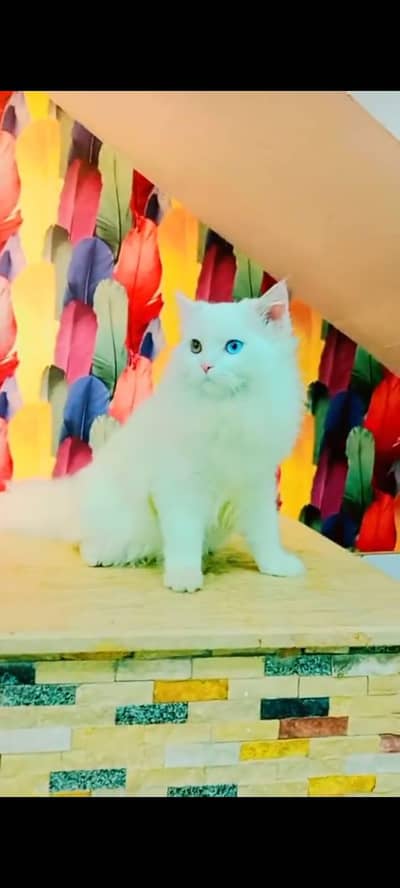 pure Persian cats vaccinated triple coated/WhatsApp 03316360929
