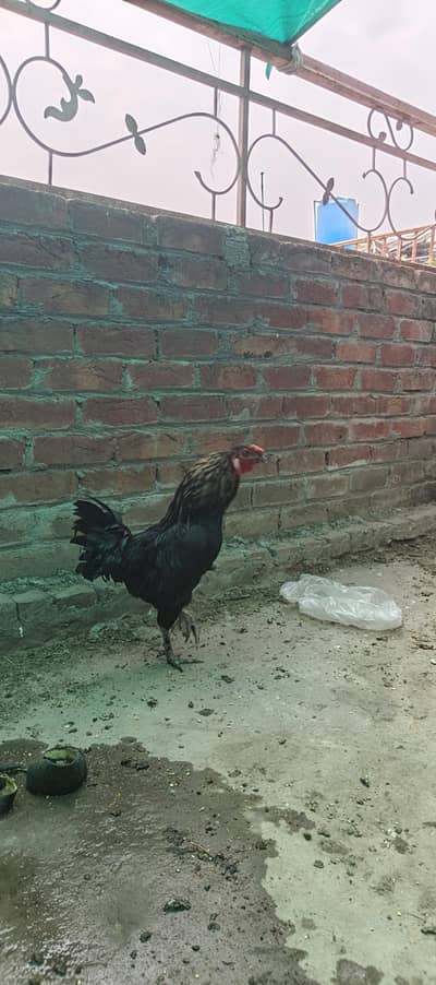 pure desi cock for sale healthy and active