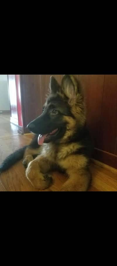 Gsd long coat puppies available