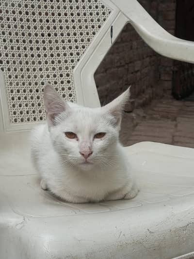 persian cat