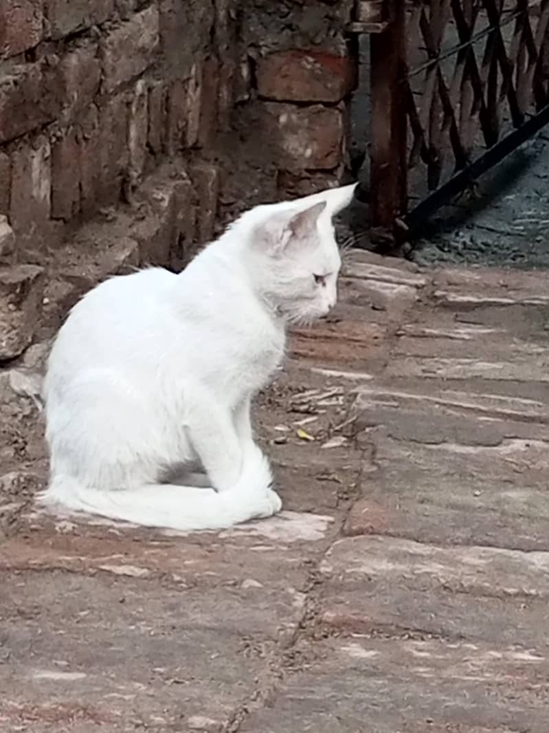 persian cat 1