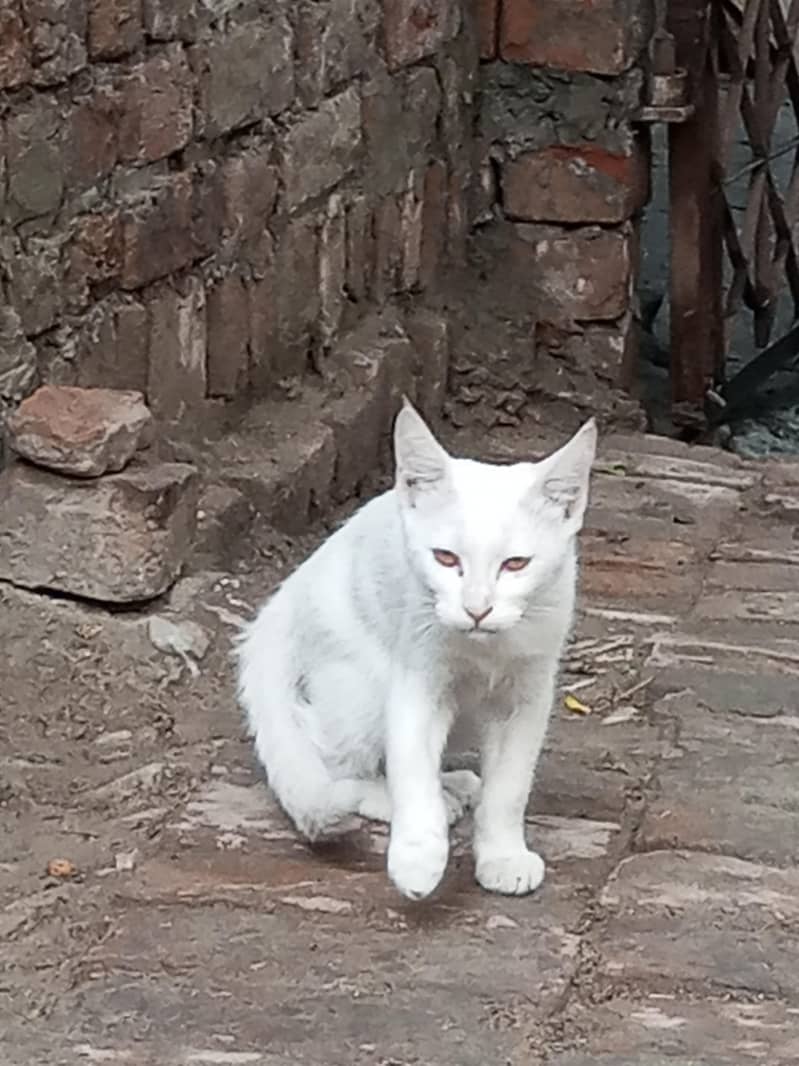 persian cat 2