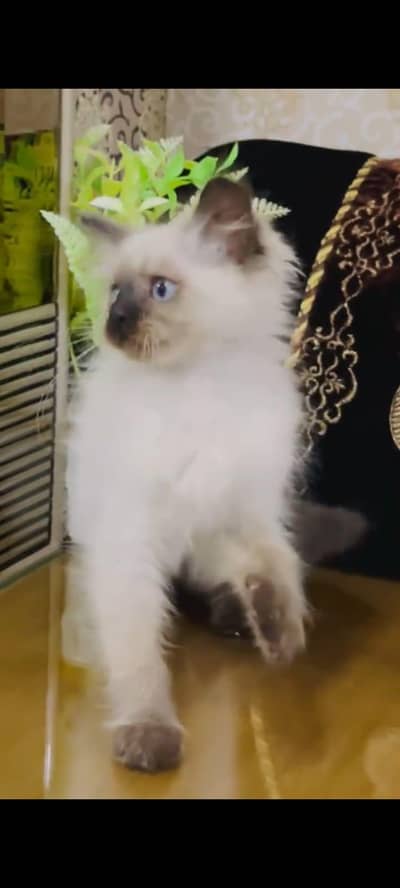pure Persian cats vaccinated triple coated/WhatsApp 03316360929