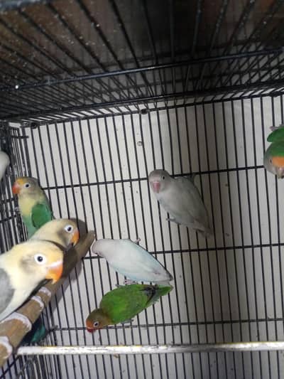 All types of birds are available
