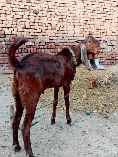 Ghar ka Pala hua Sehatmand Bakra - Urgent Sale