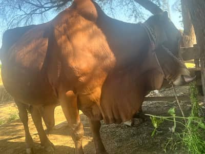 Qurbani bull