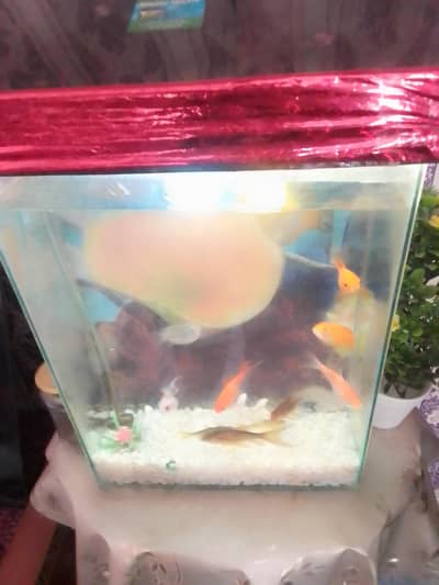 11 fish with aquarium