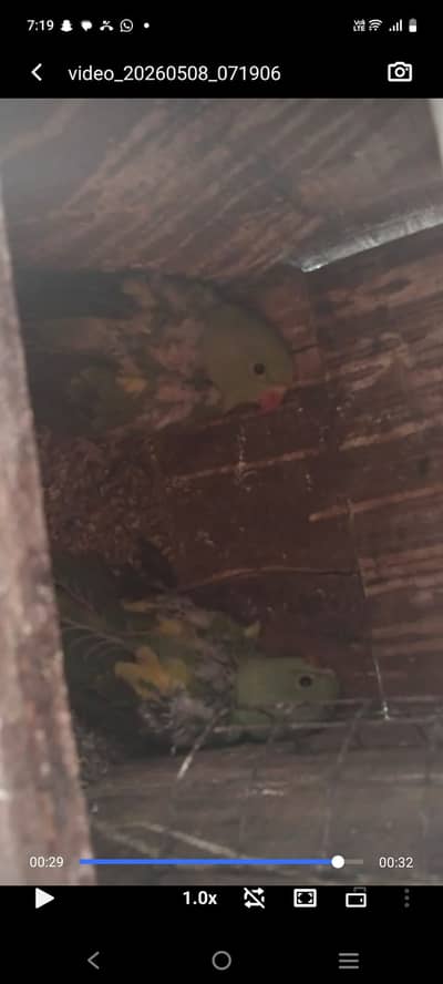 4 Ringneck checks for sale