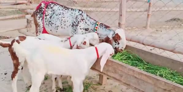 3 bacchon wali bakri makhi chini call--03219714452