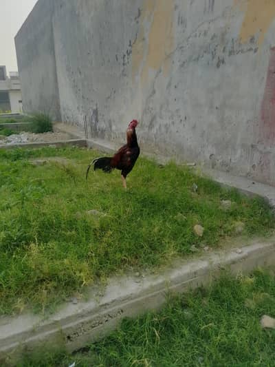 high quality Aseel murga for sale
