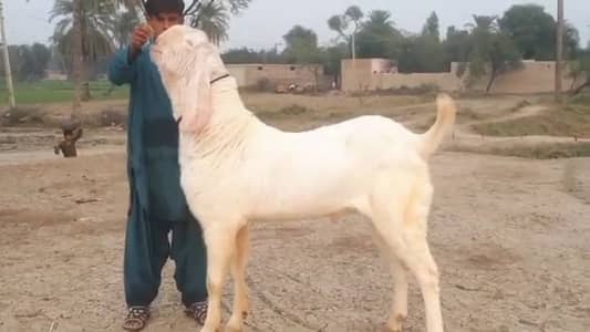 Rajanpuri Bakra For sale WhatsApp 03106417029