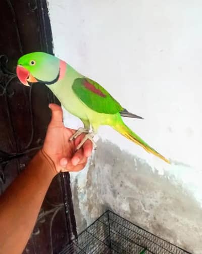 kashmiri raw parrot