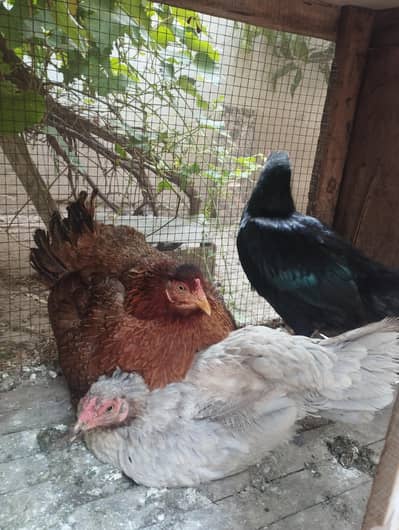 3 Pure Desi Egg Laying Hens