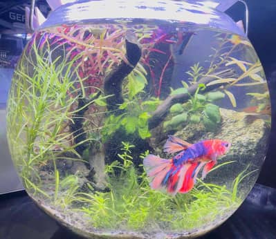 fish aquarium accessories 